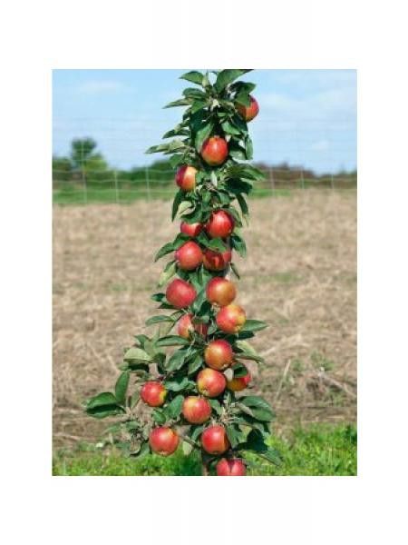 Pommier nain 'Red Sensation'