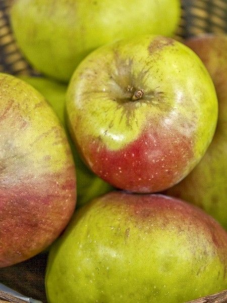 Pommier 'Rambour d'Hiver'