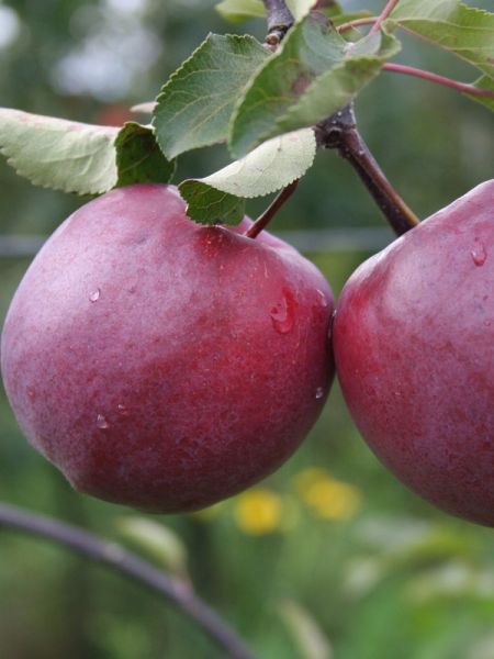 Pommier ' Redlove Circe'®