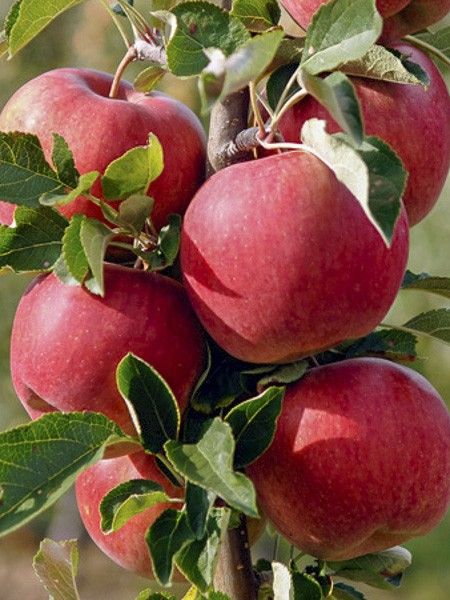 Pommier 'Regali 'Delkistar''