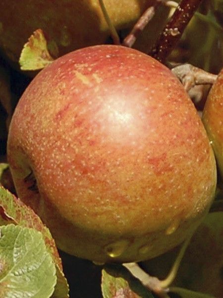 Pommier 'Reinette de Caux'