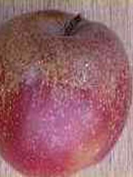 Pommier 'Rode Boskoop'