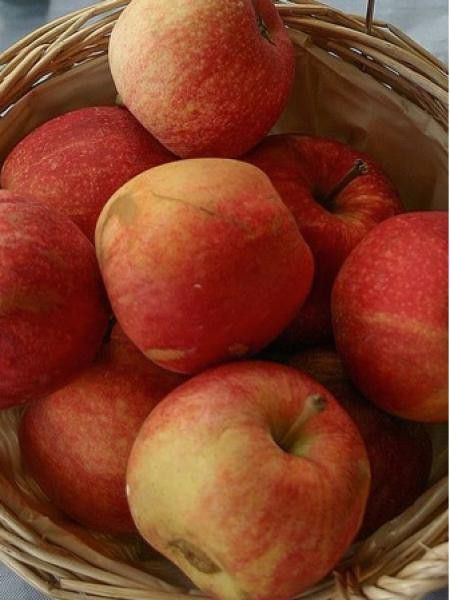 Pommier 'Royal Gala'