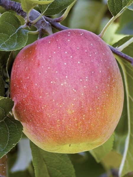 Pommier 'Royale Delbard'