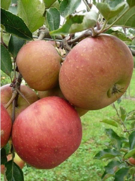 Pommier 'Rubinette®'