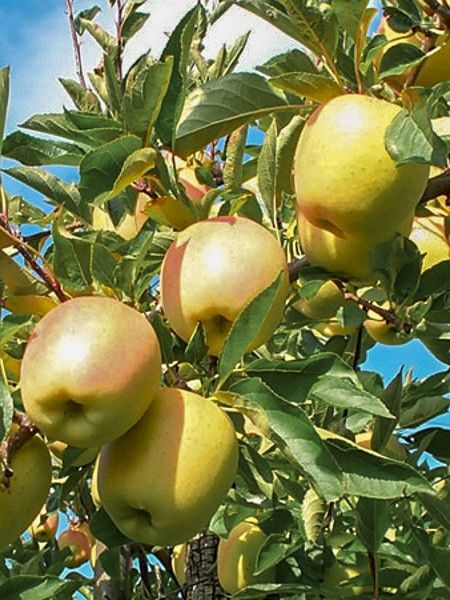 Pommier 'Tentation 'Delblush''