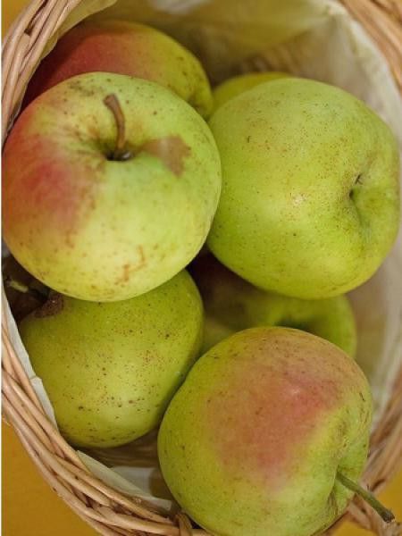 Pommier 'Winter Banana'