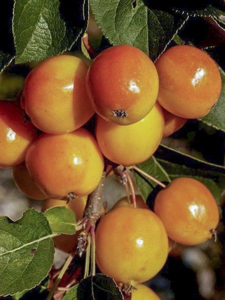 Pommier 'Yellow Siberian'