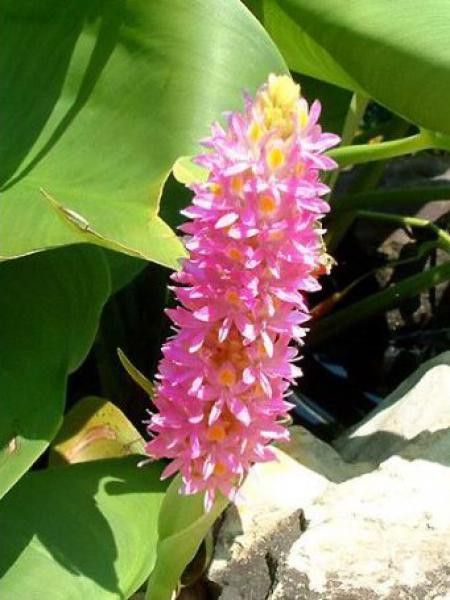 Pontédérie à feuilles en cœur 'Pink Pons'