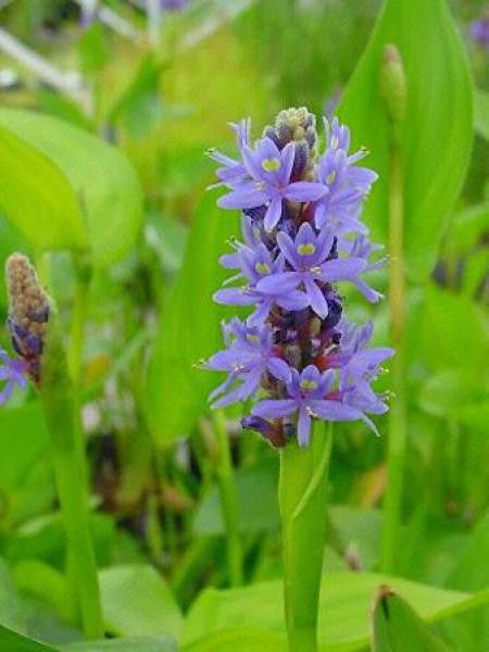 Pontédérie à feuilles lancéolées