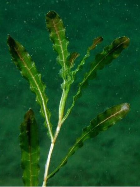 Potamot à feuilles crépues