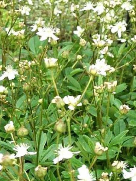 Potentilla tridentata 'Nuuk'