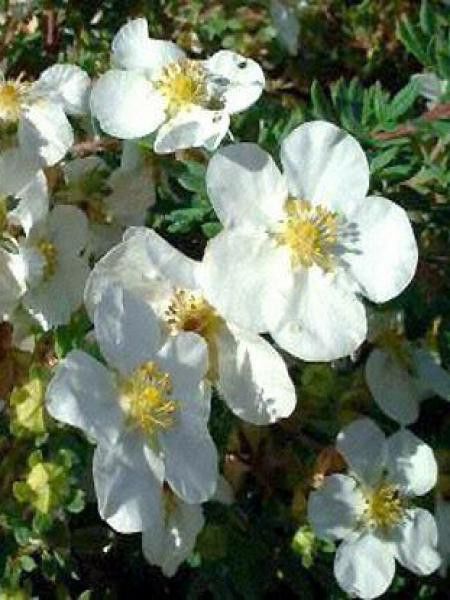 Potentille arbustive 'Abbotswood'