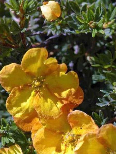 Potentille arbustive 'Annette'