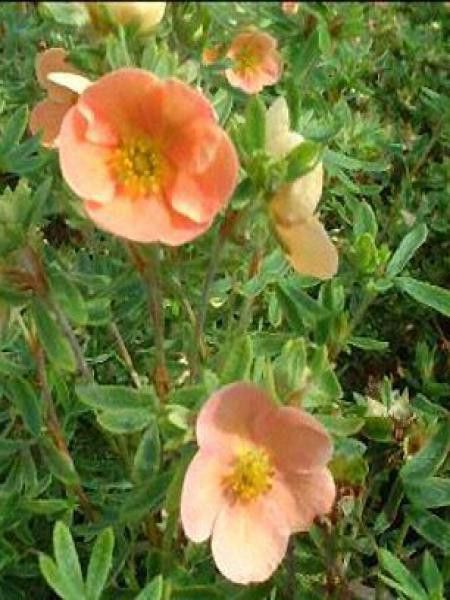 Potentille arbustive 'Daydawn'