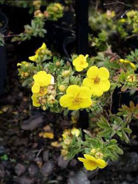 Potentille arbustive 'Goldstar'