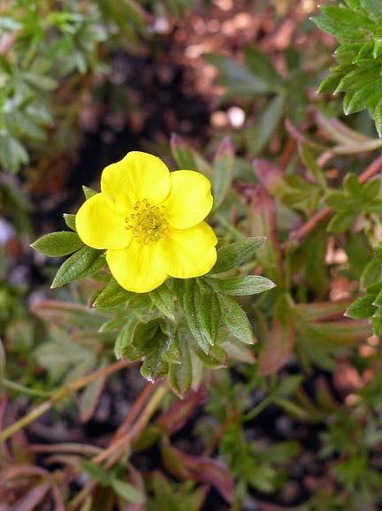 Potentille arbustive 'Hackmann's Gigant'