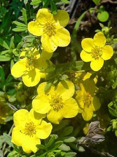 Potentille arbustive 'Klondike'