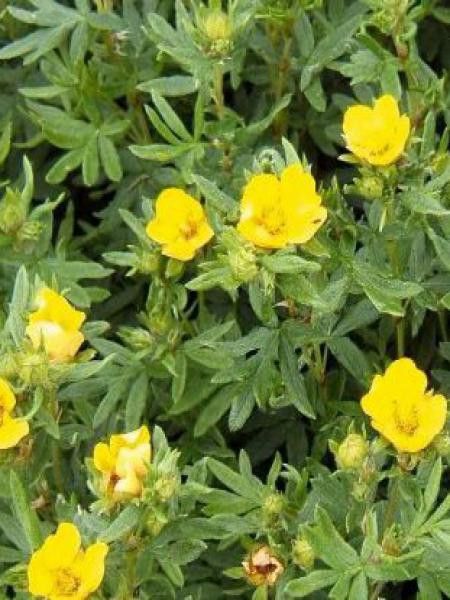 Potentille arbustive 'Kobold'