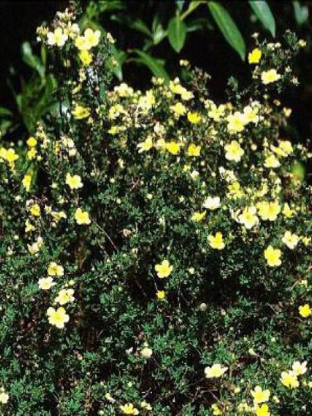 Potentille arbustive 'Longacre'