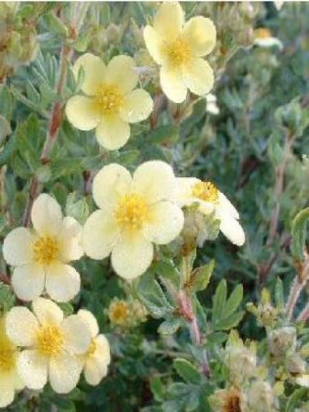 Potentille arbustive 'Maanelys'