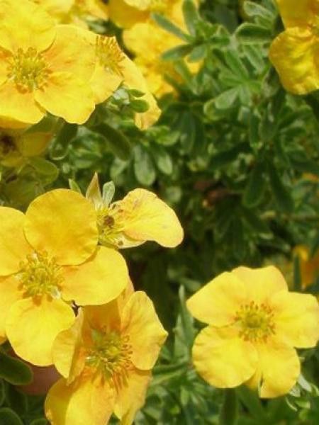 Potentille arbustive 'Mango Tango'