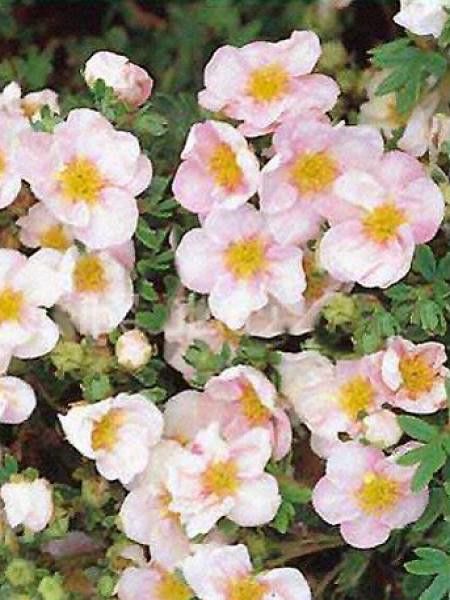 Potentille arbustive 'Pink Queen'