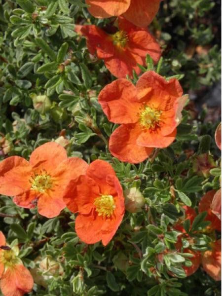 Potentille arbustive 'Red Jocker'