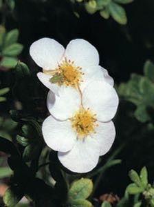 Potentille arbustive 'Veitchii'