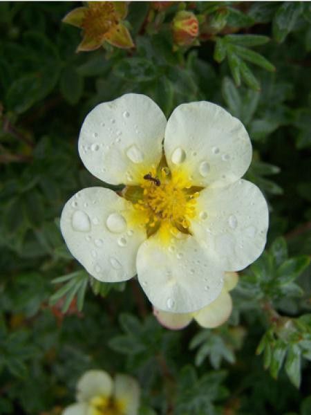 Potentille arbustive 'Vilmoriniana'