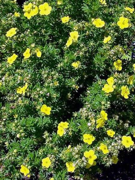 Potentille arbustive