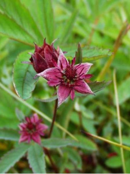 Potentille des marais