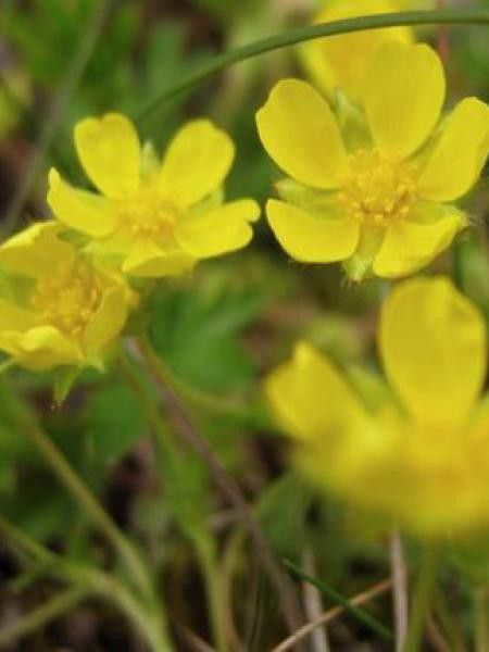 Potentille neumanniana 