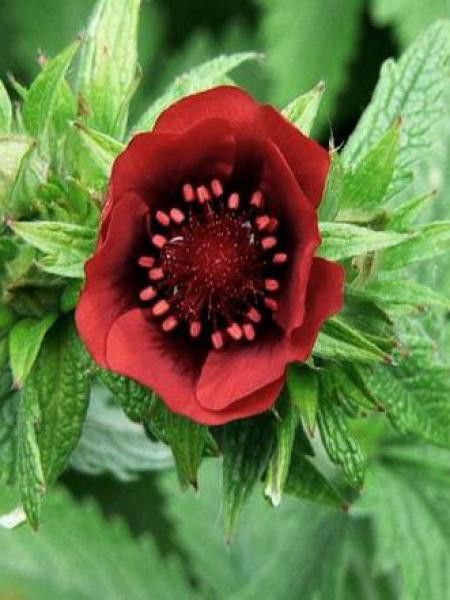 Potentille vivace 'Flamboyant'