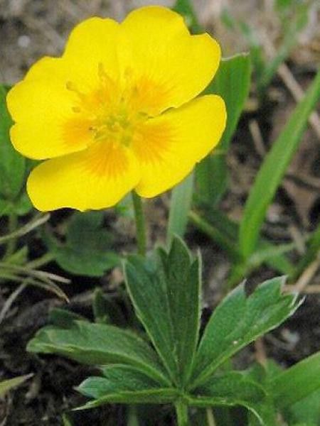Potentille vivace jaune