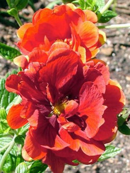 Potentille 'William Rollisson'