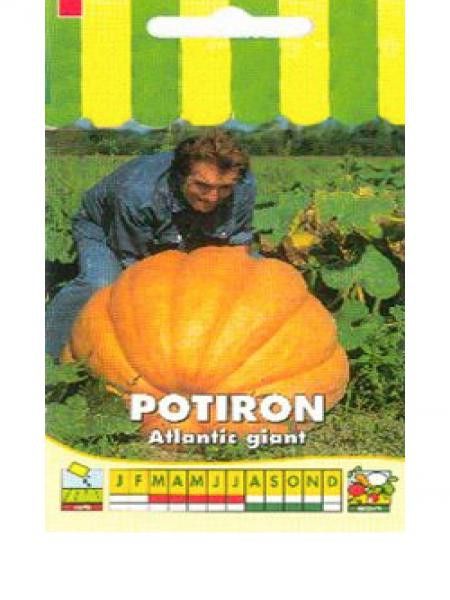 Potiron 'Atlantic Giant'