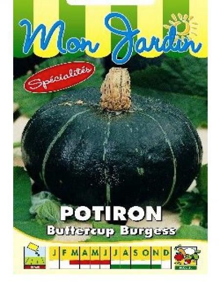 Potiron 'Buttercup Burgess'