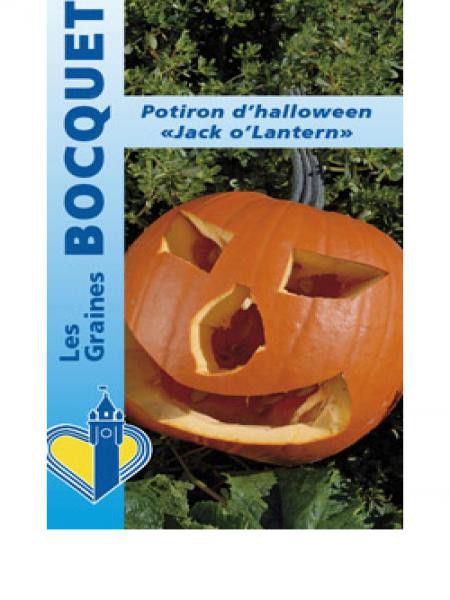 Potiron 'Jack O'Lantern'