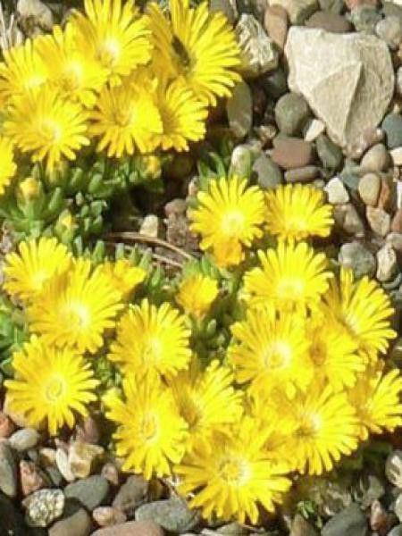 Pourpier congetionné 'Gold Nugget'