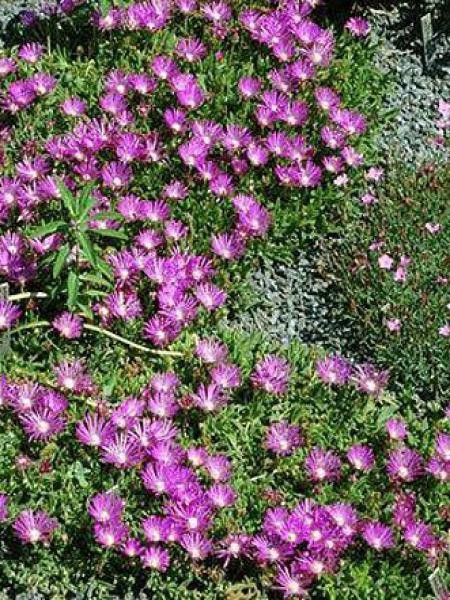 Pourpier de Cooper 'Table Mountain'