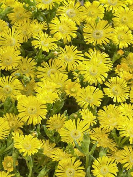 Pourpier 'Wheels of Wonder Golden'