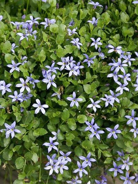 Pratia tapissante 'County Park'