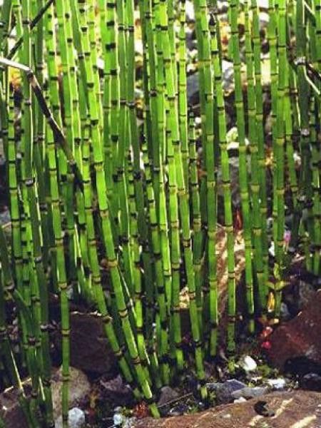 Prêle d'hiver, Prêle des tourneurs robustum