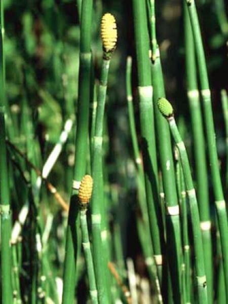 Prêle d'hiver, Prêle des tourneurs