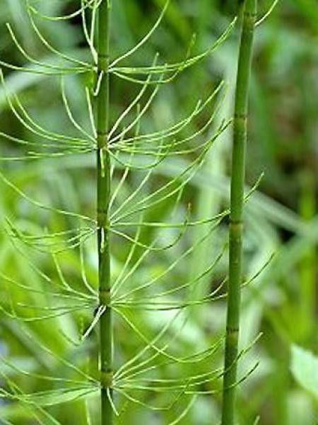Prêle des cours d'eau