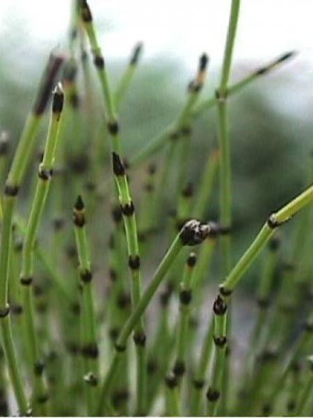 Prêle japonaise naine