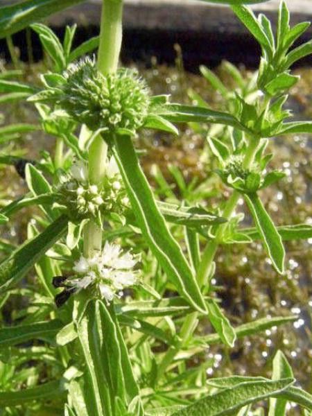 Preslia cervina 'Alba'