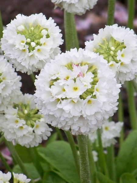 Primevère denticulée 'Alba'