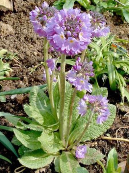 Primevère denticulée 'Lilac'